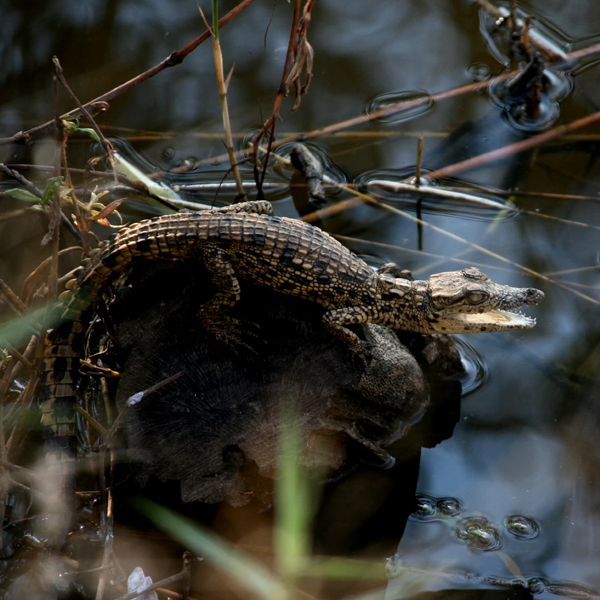 Croc/Animal Farm