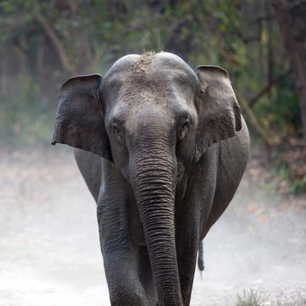 Elephant Sanctuary